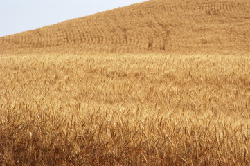 wheat field 10