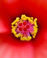 pollen spaceship