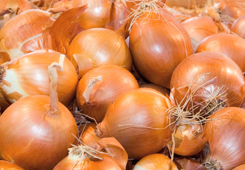 bulb onion