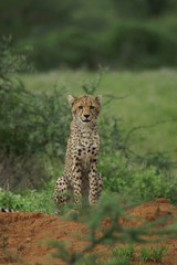young cheetah