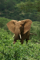 african elephant ready to charge