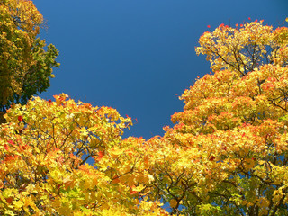 Fototapeta premium autumn colors