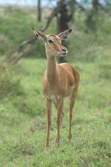 female impala