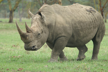 white rhino
