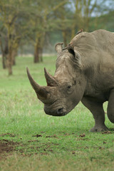 Naklejka premium white rhino