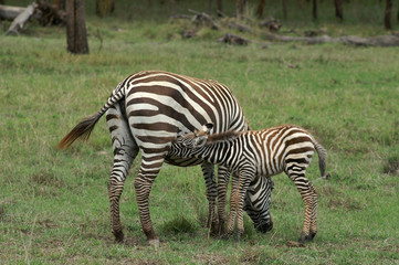 Fototapeta na wymiar picia Burchell zebra