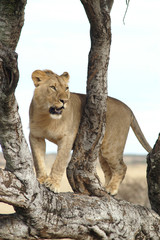 treeclimbing lion