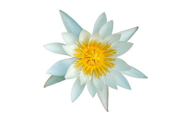 weisse seerose © philipus