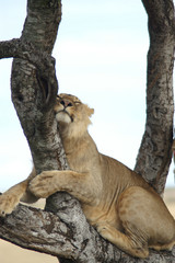 sleeping in a tree