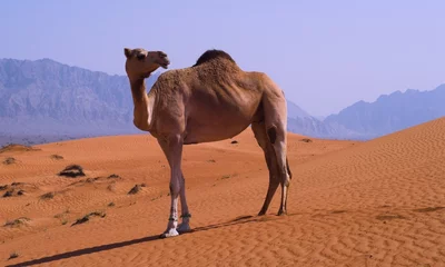 Papier Peint photo Lavable Chameau chameau à la frontière émirats arabes unis oman