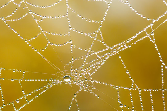 Detail Of Dew On Spiders Web