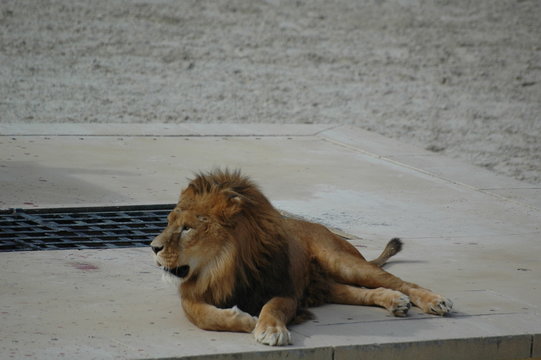 lion couché
