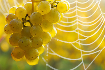 grapes and spiders web in morning mist