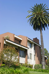 Fototapeta na wymiar contemporary home with palm tree in yard