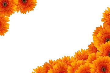 orange daisy flowers