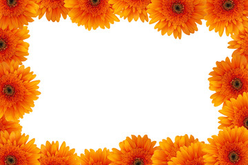Obraz premium orange daisy frame