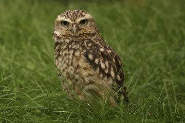 little owl