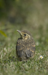 young song thrush