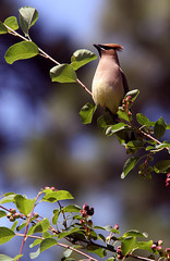 cedar waxwing.