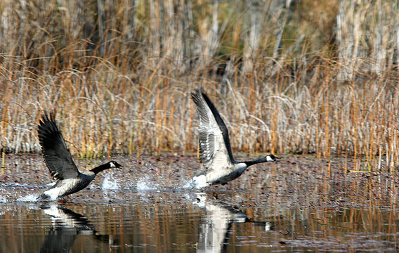 geese take flight.