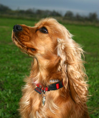 profil de cocker spaniel © cynoclub