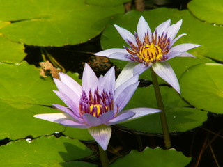 two lily