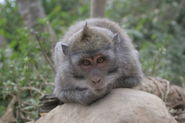 rhesus monkey