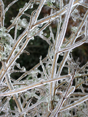 branches in ice