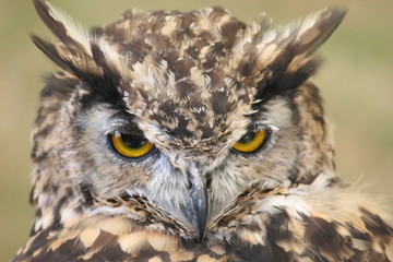 eagle owl