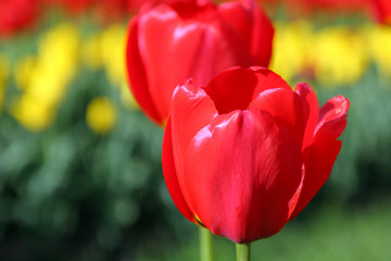 Fototapeta na wymiar flowers, tulip