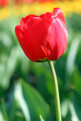 flowers, tulip