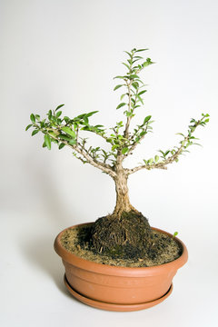 bonsai honeysuckle