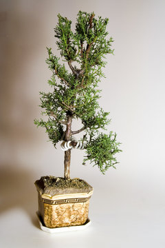bonsai cypress