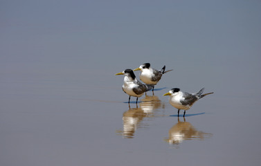 three lesser-crested terns (sterna bengalensis)