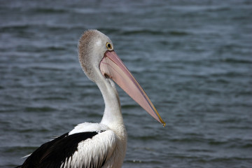 Fototapeta na wymiar australian pelikany (Pelecanus conspicillatus)