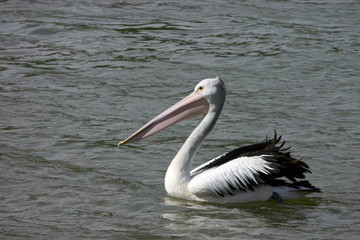 Fototapeta na wymiar australian pelikany (Pelecanus conspicillatus)