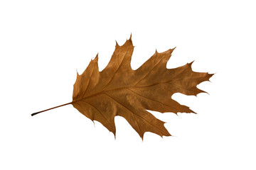 dry oak leaf.