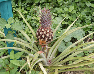 ananas