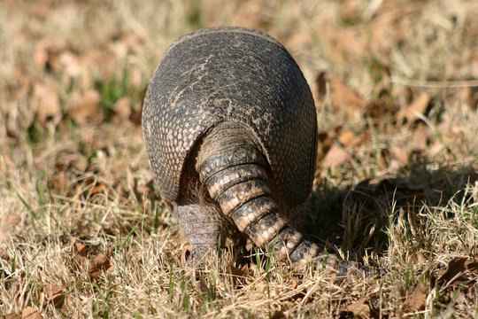 Armadillo Tail