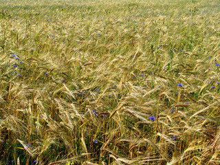 barley field 1