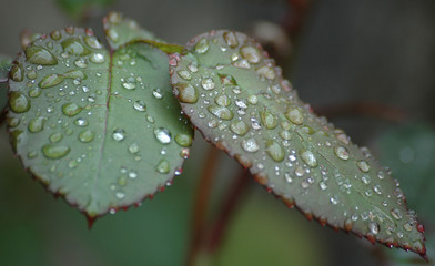 rosée sur feuilles de rose