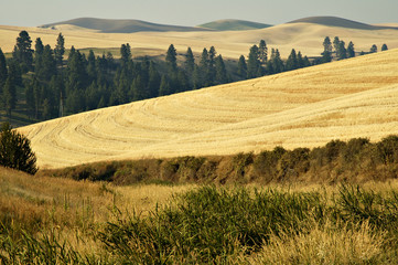 palouse country 1