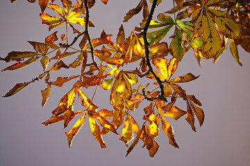 feuilles d`automne 2