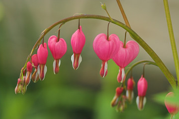 tränendes herz - dicentra