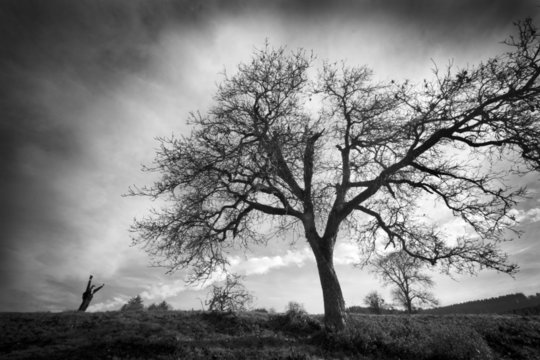 arbre geant
