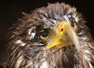 badender adler
