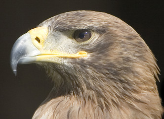 adler