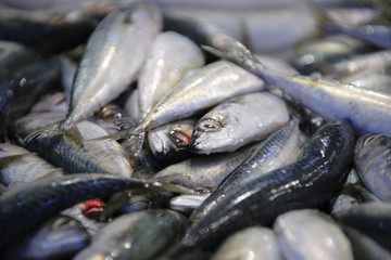 fresh fish at the market (antalya, turkey)