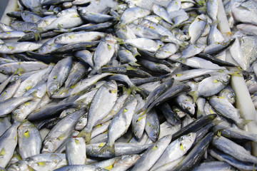 Obraz premium fresh fish at the market (antalya, turkey)