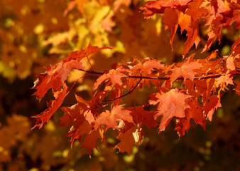orange autumn sugar maple